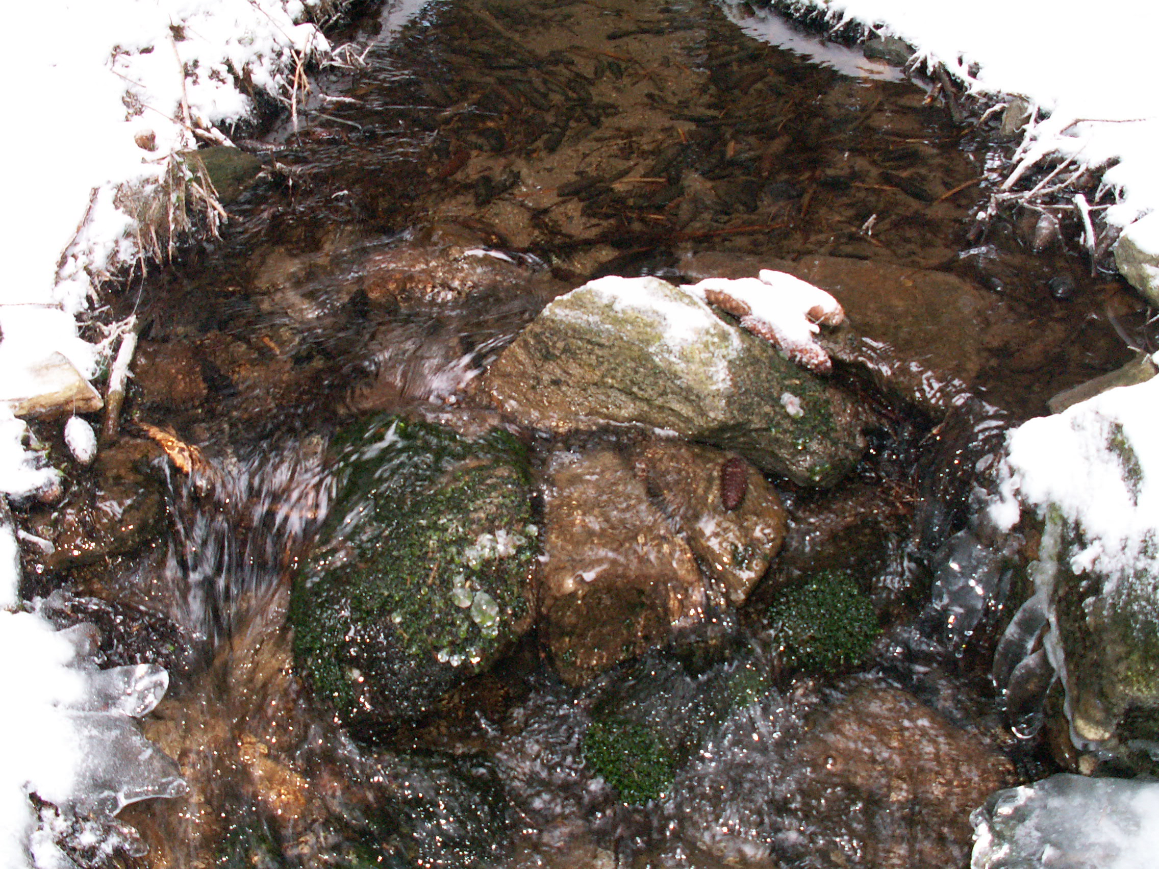 koně-prosinec (Karpacz) 099.jpg